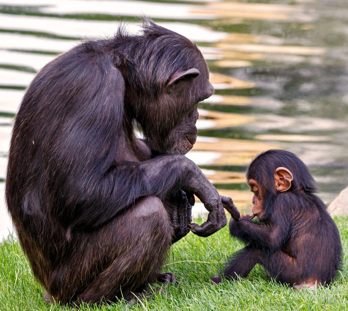 twee apen chimpansee baby dieren moreel