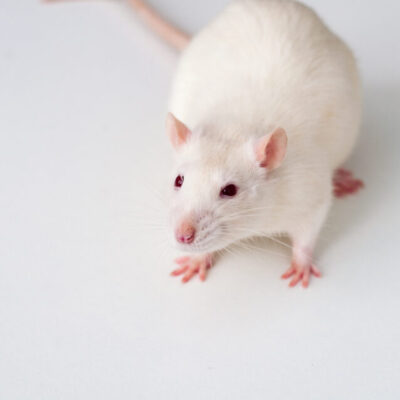 Ratten Wit Alternatieve feiten: 'Ratten hebben verbeelding' - Filosofie Magazine