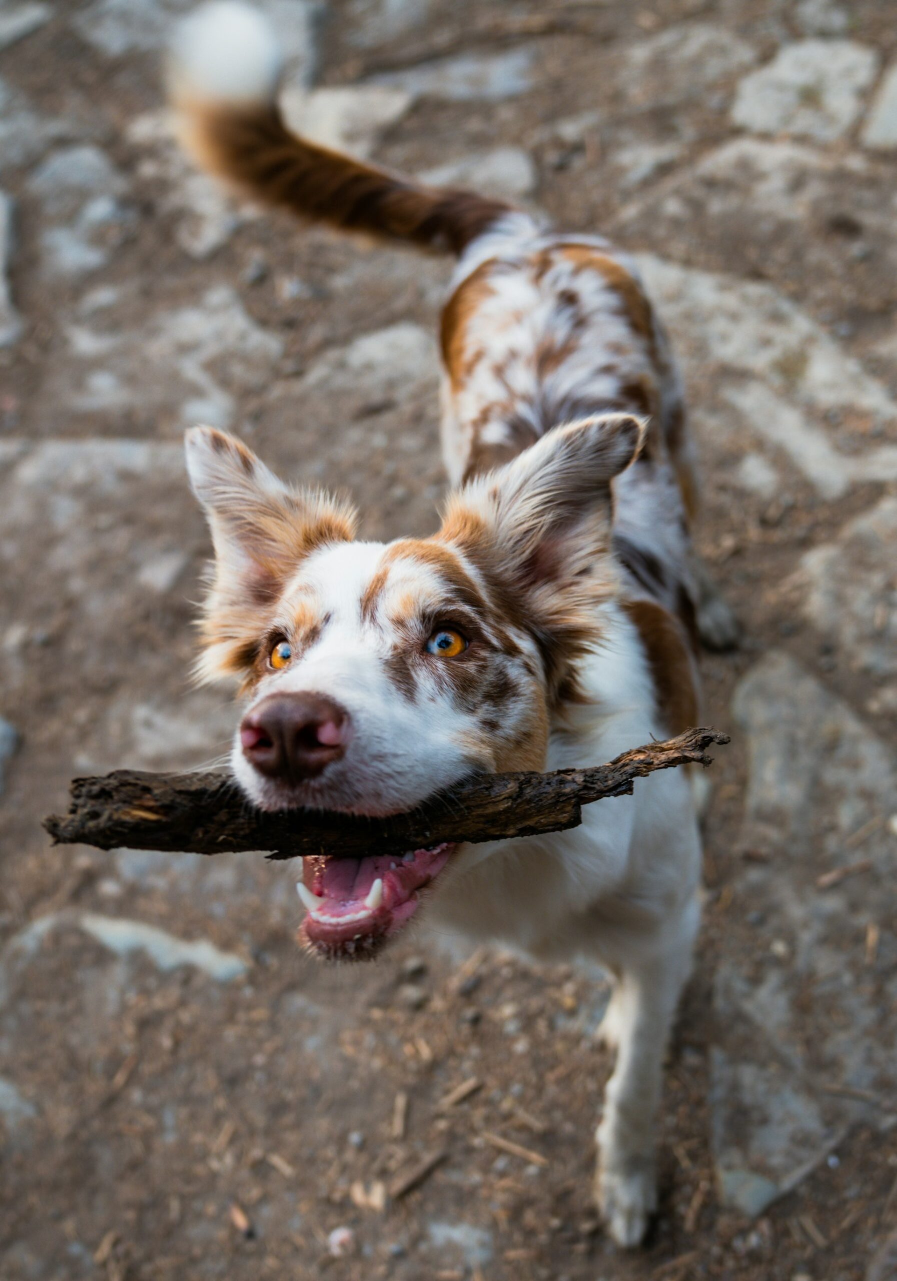geven hond met stok in de bek