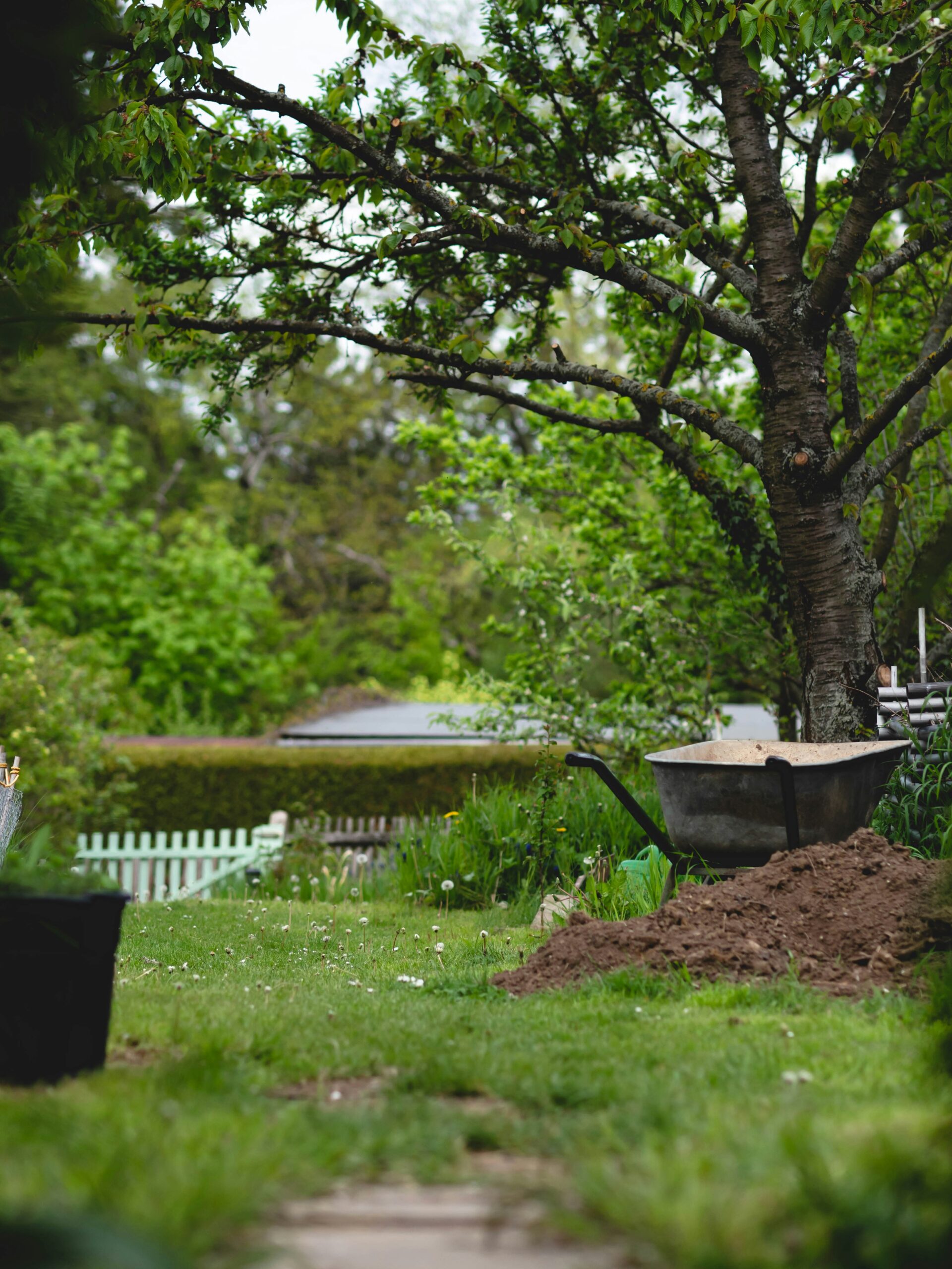 tuin met kruiwagen en boom