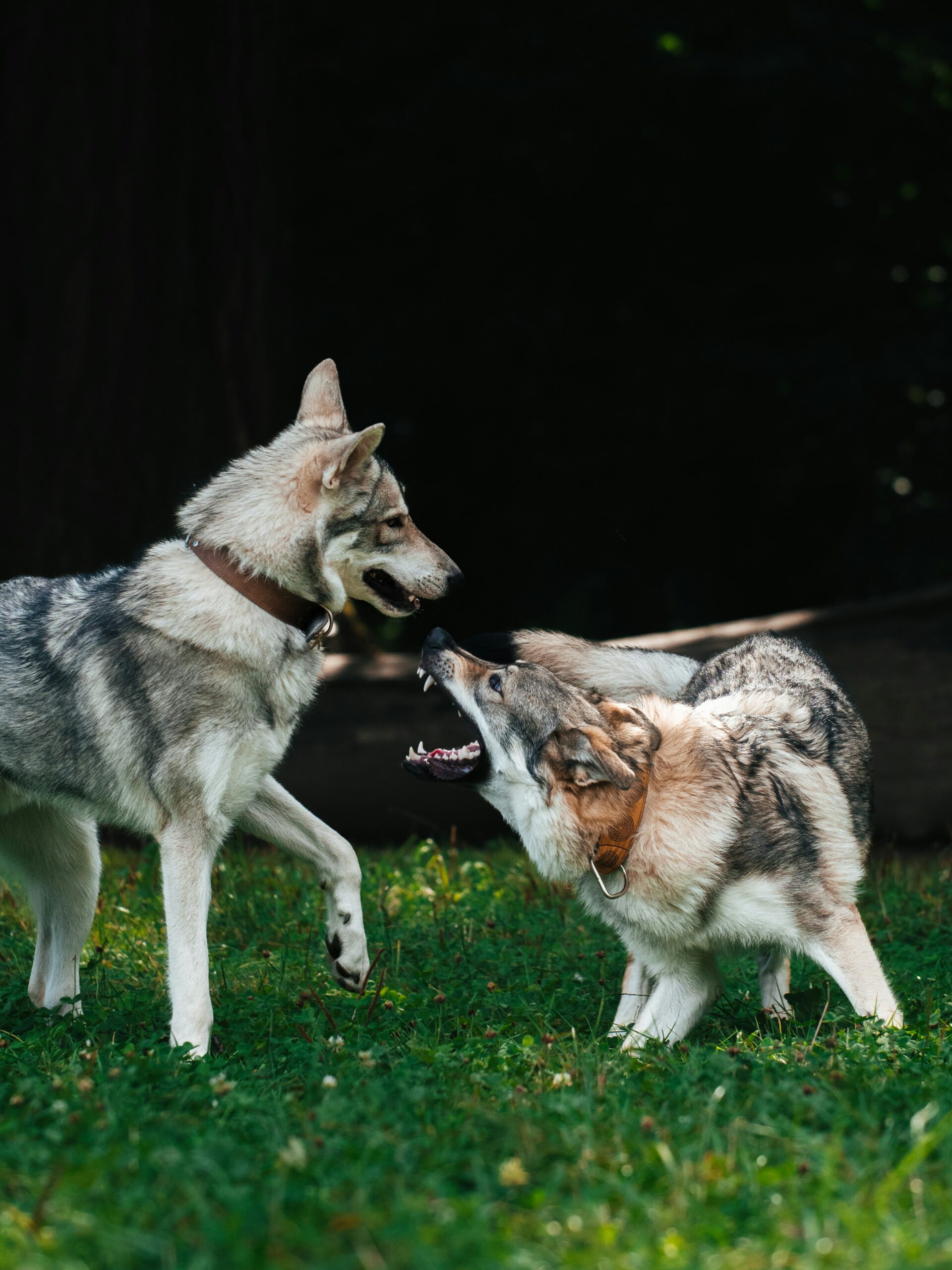 twee honden met agressie op een grasveld