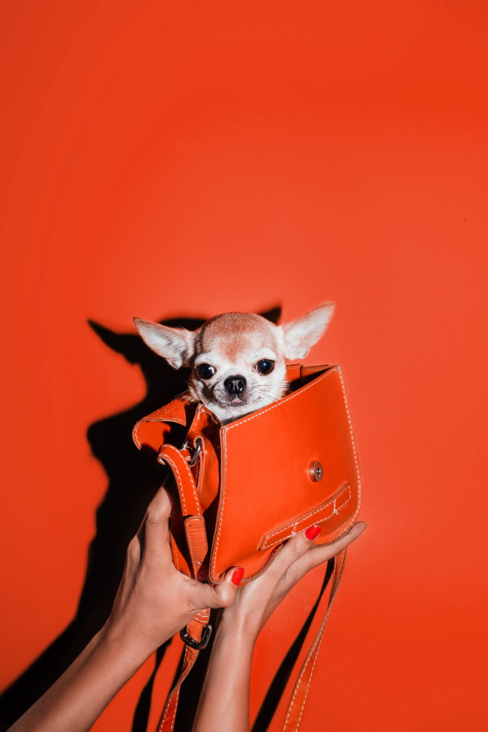 hond in tas mens en dier