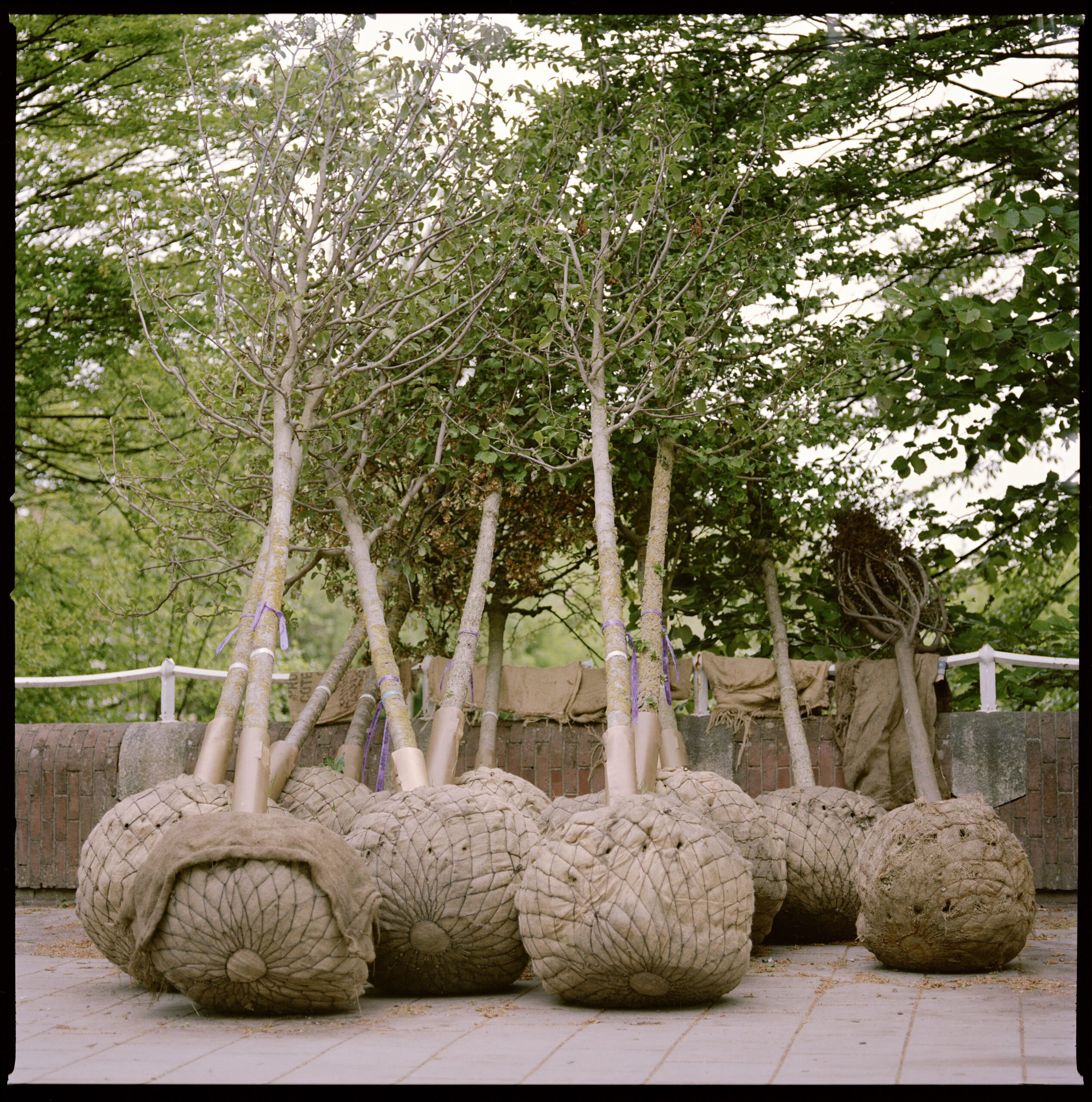 bomen planten